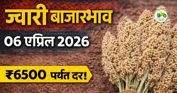 ज्वारी बाजारभाव 06 एप्रिल 2026