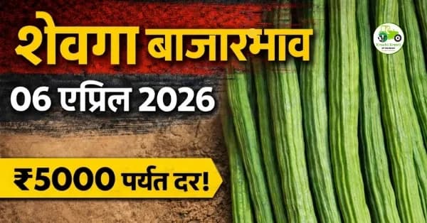 शेवगा बाजारभाव 06 एप्रिल 2026