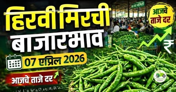 हिरवी मिरची बाजारभाव 07 एप्रिल 2026 | आजचे दर आणि विश्लेषण