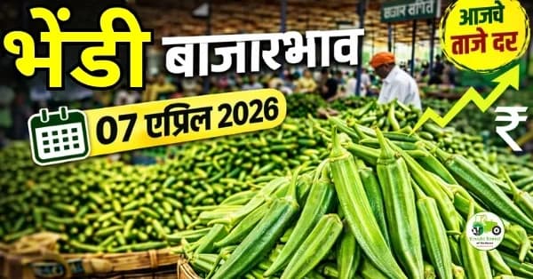 भेंडी बाजारभाव 07 एप्रिल 2026 | आजचे दर आणि संपूर्ण विश्लेषण