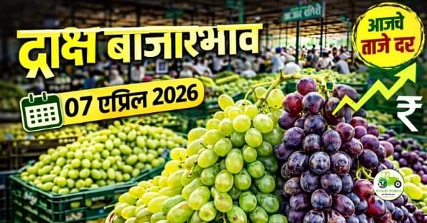 द्राक्ष बाजारभाव 07 एप्रिल 2026 | आजचे दर आणि संपूर्ण विश्लेषण