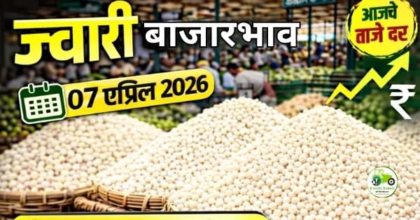 ज्वारी बाजारभाव 07 एप्रिल 2026 | आजचे दर आणि संपूर्ण विश्लेषण