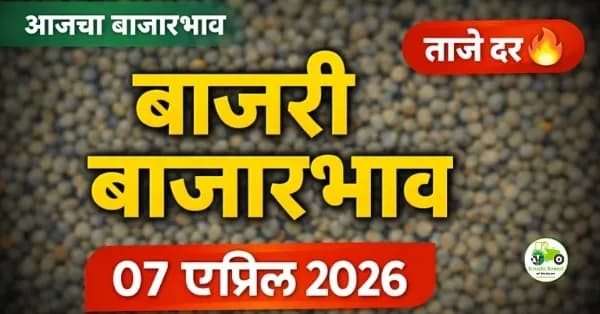 बाजरी बाजारभाव 07 एप्रिल 2026 | आजचे दर आणि संपूर्ण विश्लेषण