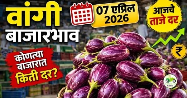 वांगी बाजारभाव 07 एप्रिल 2026 | आजचे दर आणि संपूर्ण विश्लेषण