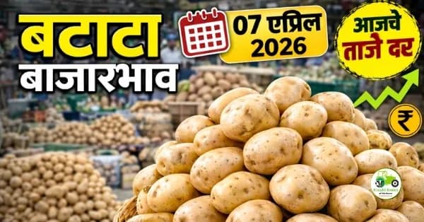बटाटा बाजारभाव 07 एप्रिल 2026 | आजचे दर आणि संपूर्ण विश्लेषण