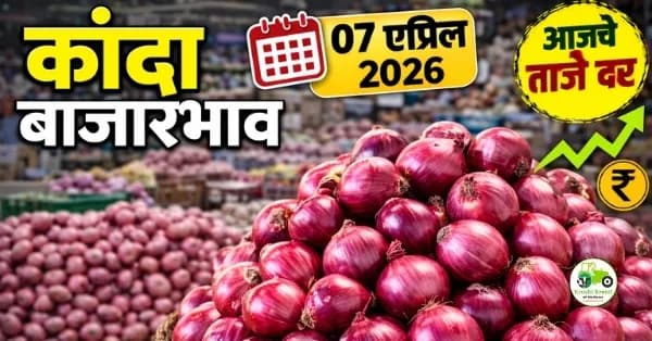 कांदा बाजारभाव 07 एप्रिल 2026 | आजचे दर आणि संपूर्ण विश्लेषण