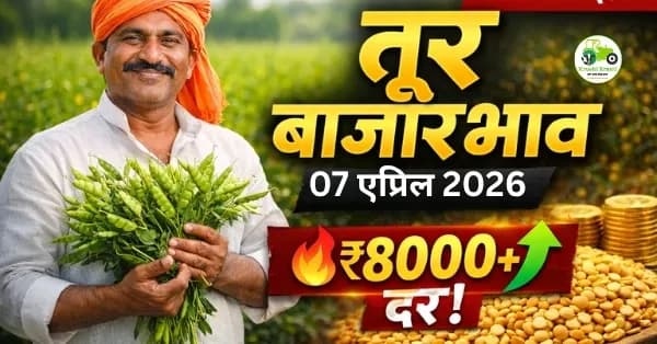 tur rate today : तूर बाजारभाव विश्लेषण 07 एप्रिल 2026