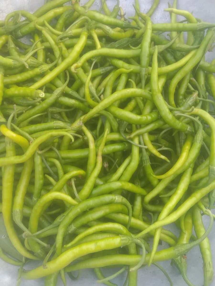 हिरवी मिरची (अनुष्का वाण) विक्रीसाठी उपलब्ध