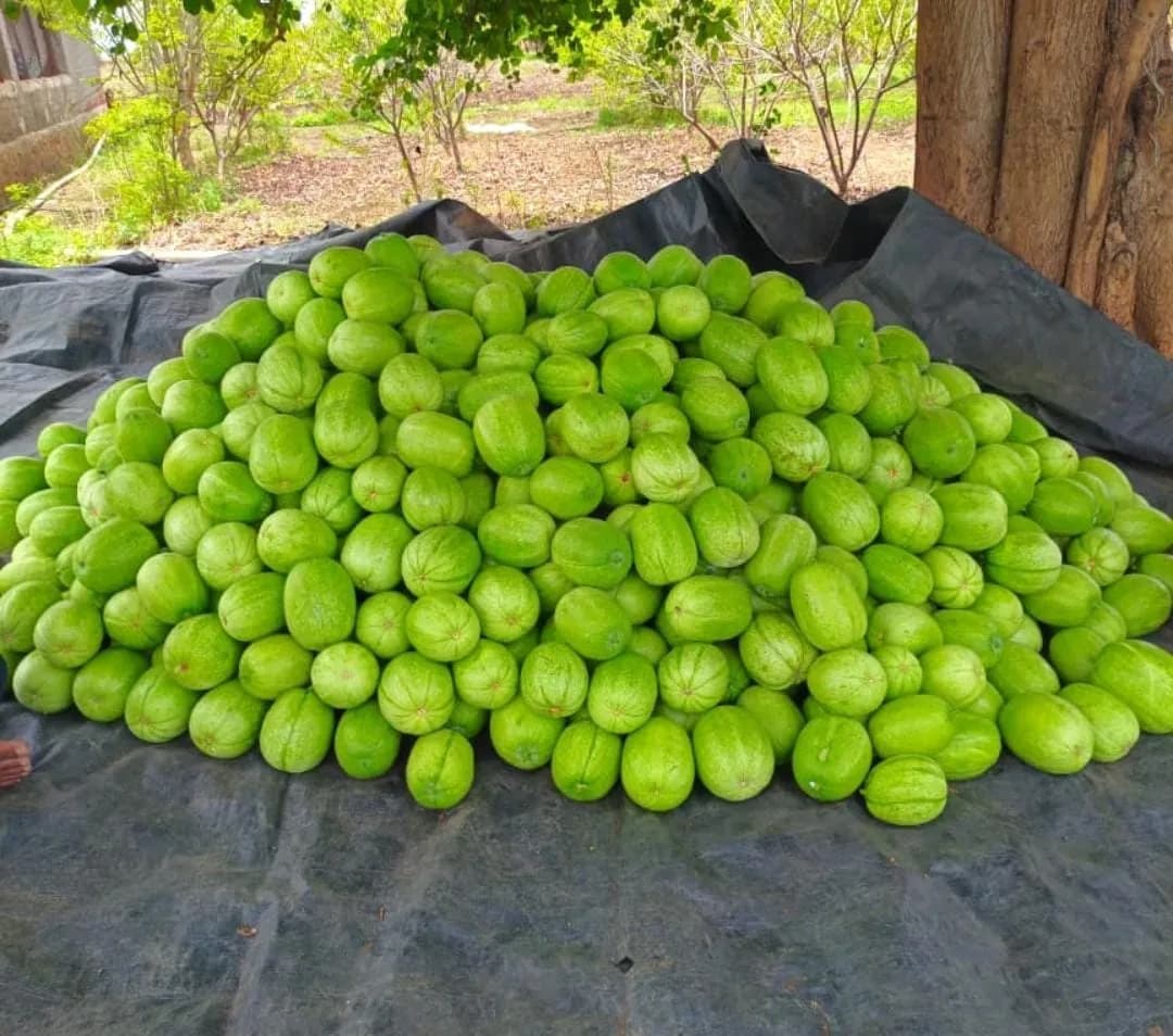 कोहळा विकणे आहे