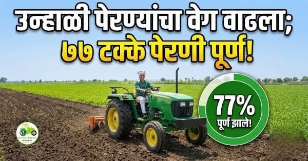 उन्हाळी पेरण्यांचा वेग वाढला; ७७ टक्के पेरणी पूर्ण!