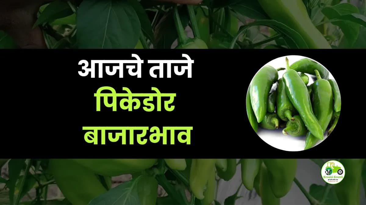 आजचे पिकेडोर बाजारभाव