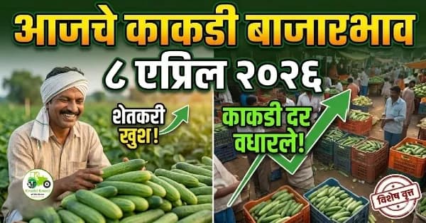 आजचे काकडी बाजारभाव ८ एप्रिल २०२६: काकडीला मिळाला ४००० रुपये दर