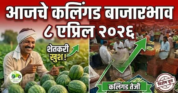 आजचे कलिंगड बाजारभाव ८ एप्रिल २०२६