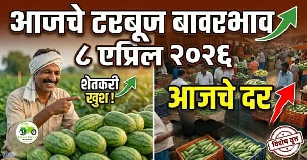 आजचे टरबूज बाजारभाव ८ एप्रिल २०२६