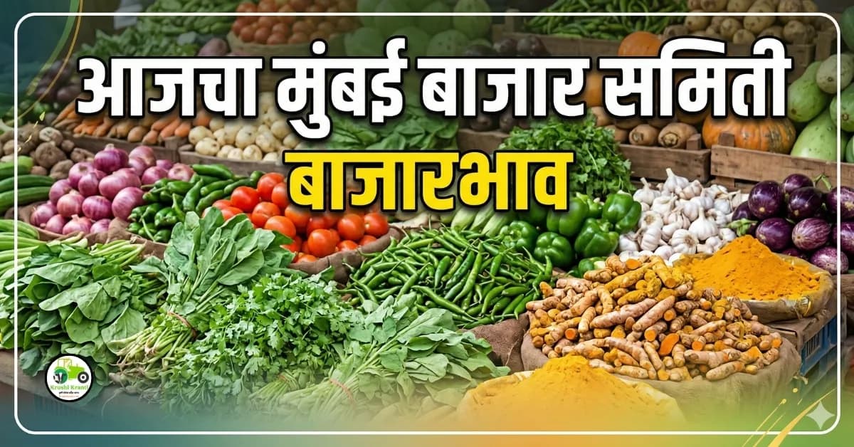 मुंबई बाजार समिती बाजारभाव (08 एप्रिल 2026)