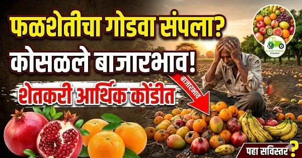 फळशेतीचा गोडवा संपला? फळपिकांचे बाजारभाव कोसळल्याने शेतकरी आर्थिक कोंडीत