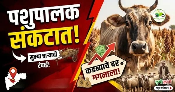 चाऱ्याची टंचाई! कडबा २८०० रुपये शेकडा; हिरवा चारा विकण्यासाठी शेतकऱ्यांवर सोशल मीडियाची वेळ.