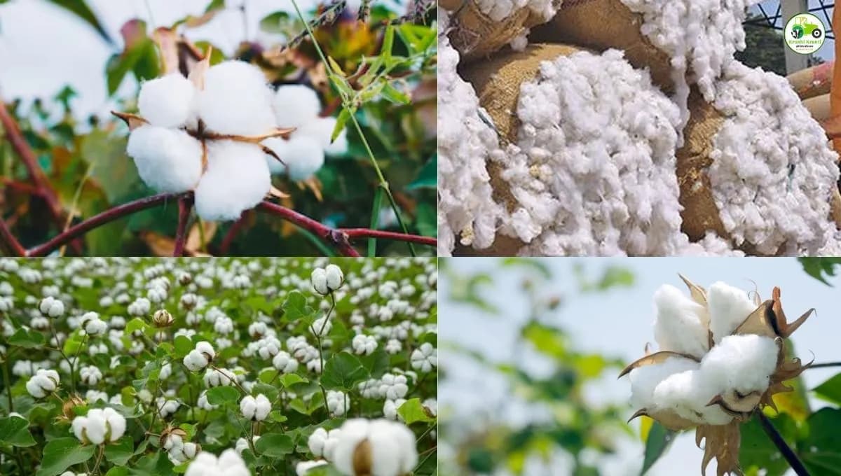 कापूस बाजारभाव 08 एप्रिल 2026 | महाराष्ट्रातील आजचे कापूस दर