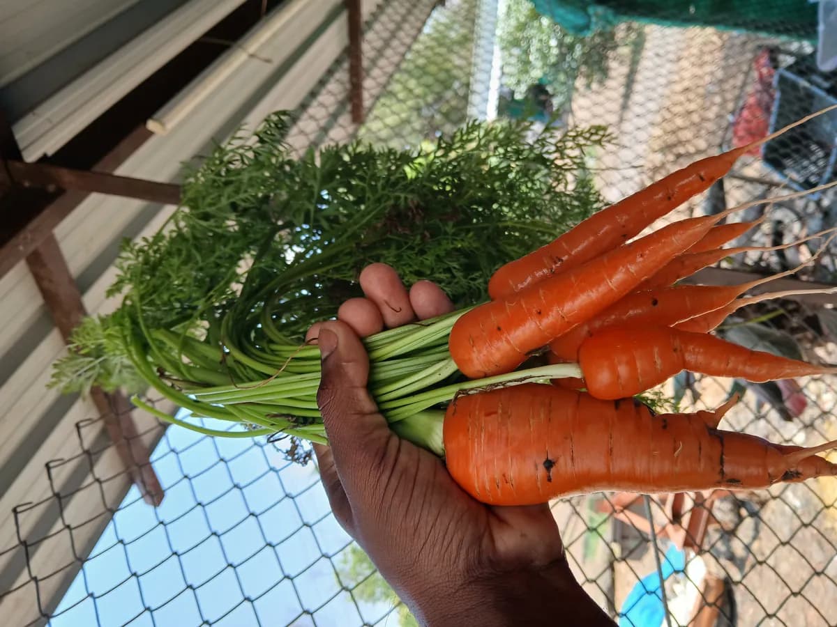 गाजर विक्रीसाठी उपलब्ध आहे