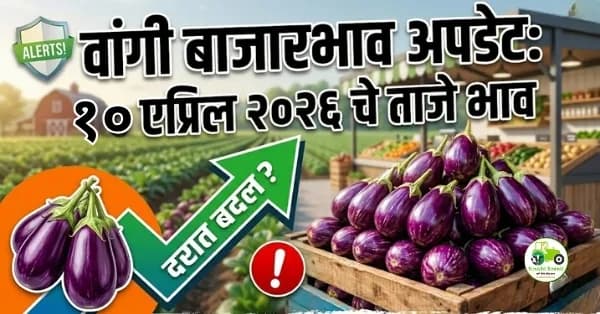 वांगी बाजारभाव अपडेट:१० एप्रिल २०२६ चे ताजे भाव