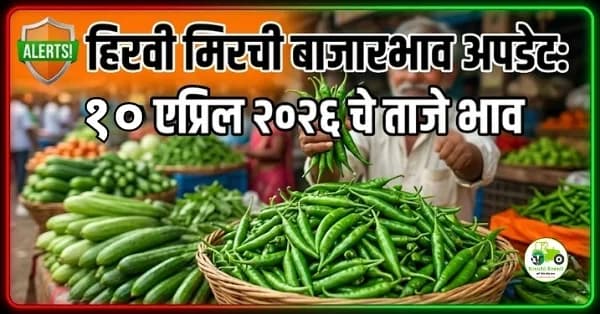 हिरवी मिरची बाजारभाव अपडेट:१० एप्रिल २०२६ चे ताजे भाव