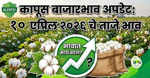 कापूस बाजारभाव अपडेट:१० एप्रिल २०२६ चे ताजे भाव