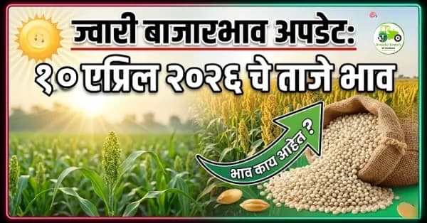 ज्वारी बाजारभाव अपडेट:१० एप्रिल २०२६ चे ताजे भाव