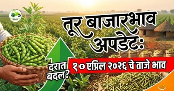 तूर बाजारभाव अपडेट:१० एप्रिल २०२६ चे ताजे भाव