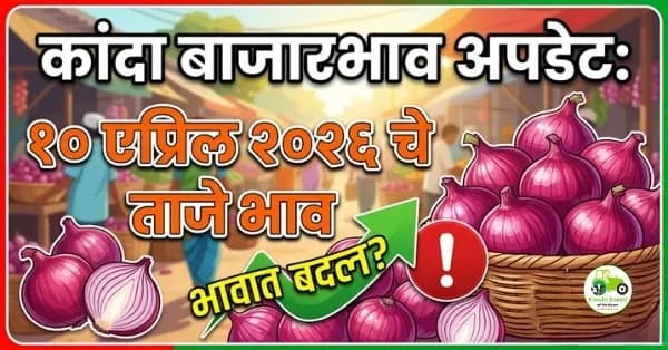 कांदा बाजारभाव अपडेट:१० एप्रिल २०२६ चे ताजे भाव
