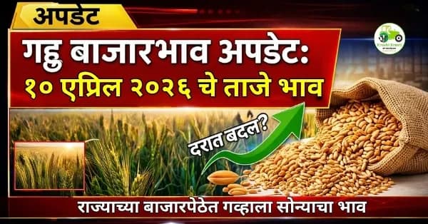 गहू बाजारभाव अपडेट:१० एप्रिल २०२६ चे ताजे भाव