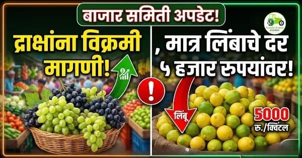 बाजार समिती: द्राक्षांना विक्रमी मागणी, मात्र लिंबाचे दर ५ हजार रुपयांवर!
