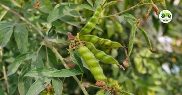 तूर बाजारभाव 11 एप्रिल 2026: आजचे महाराष्ट्रातील ताजे दर आणि सविस्तर विश्लेषण