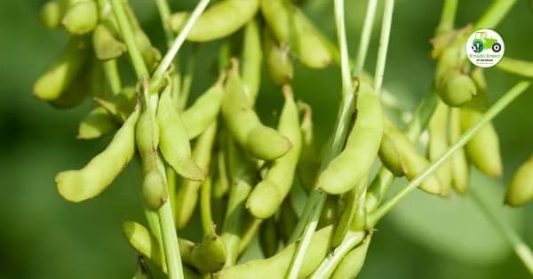 सोयाबीन बाजारभाव अपडेट:११ एप्रिल २०२६ चे ताजे भाव