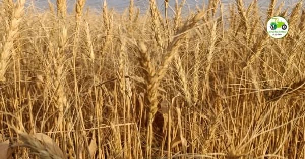 गहू बाजारभाव 11 एप्रिल 2026