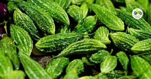 कारली बाजारभाव 11 एप्रिल 2026 – आजचे महाराष्ट्रातील ताजे दर