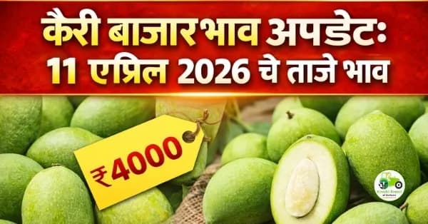 कैरी बाजारभाव अपडेट:११ एप्रिल २०२६ चे ताजे भाव