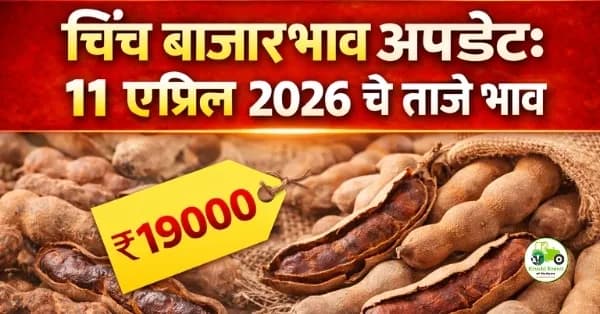 चिंच बाजारभाव अपडेट:११ एप्रिल २०२६ चे ताजे भाव