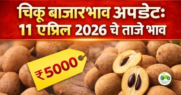 चिकू बाजारभाव अपडेट:११ एप्रिल २०२६ चे ताजे भाव