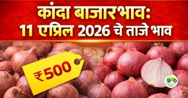 कांदा बाजारभाव:११ एप्रिल २०२६ चे ताजे भाव