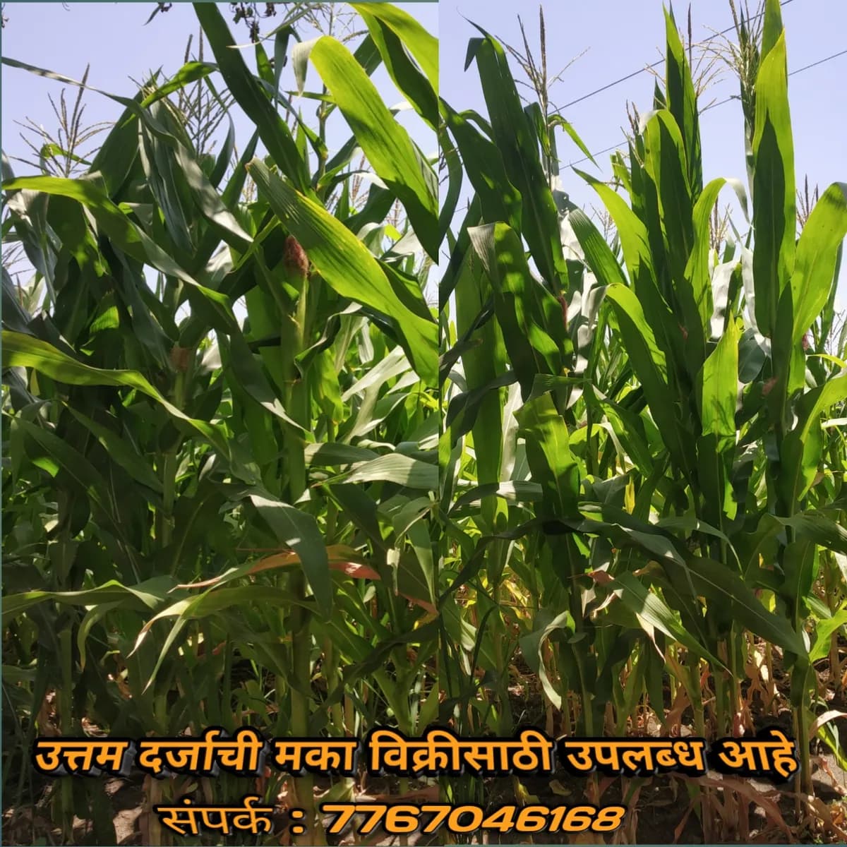 योग्य दरात मका विक्री साठी उपलब्ध आहे