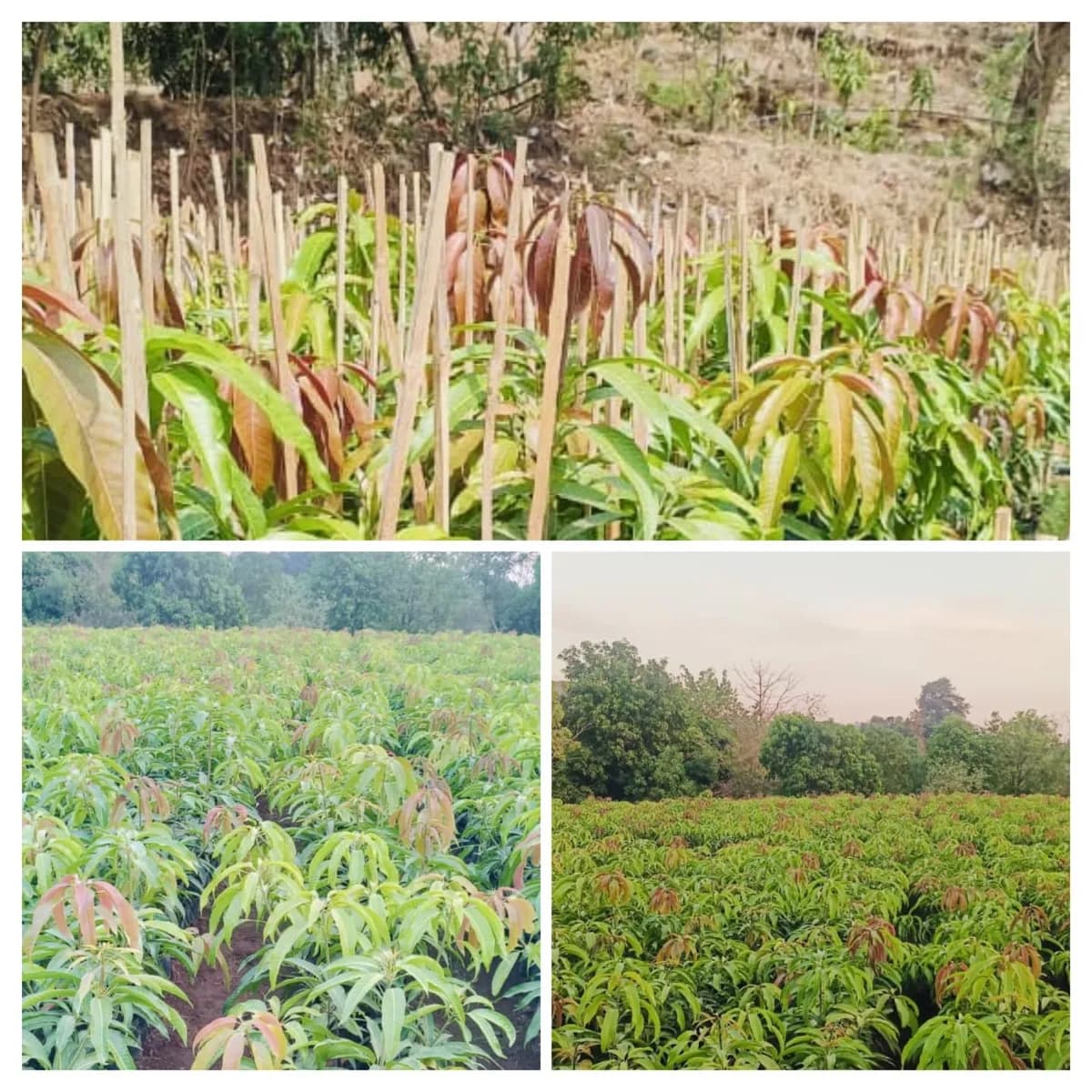 श्री साई नर्सरी