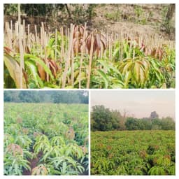 श्री साई नर्सरी