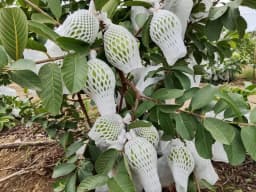 पेरू फॉम नेट उपलब्ध