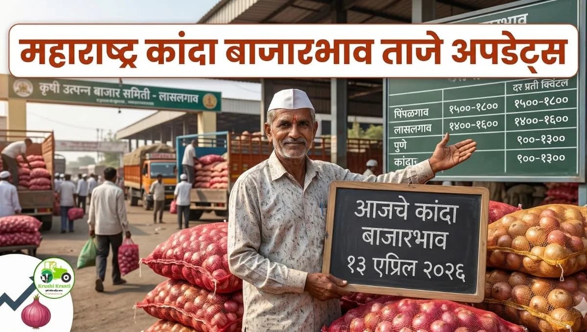 महाराष्ट्र कांदा बाजारभाव आज: कोणत्या मार्केटमध्ये मिळाला सर्वाधिक दर? पहा आजचे ताजे अपडेट्स (१३ एप्रिल २०२६)