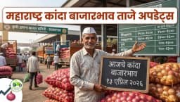महाराष्ट्र कांदा बाजारभाव आज: कोणत्या मार्केटमध्ये मिळाला सर्वाधिक दर? पहा आजचे ताजे अपडेट्स (१३ एप्रिल २०२६)