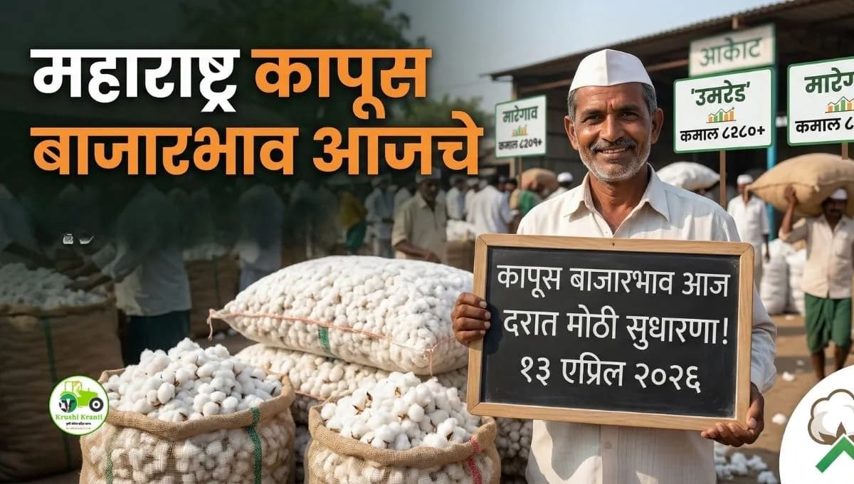 महाराष्ट्र कापूस बाजारभाव आज: उमरेड आणि मारेगाव मार्केटमध्ये मोठी तेजी! पहा ताजे दर (१३ एप्रिल २०२६)