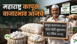 महाराष्ट्र कापूस बाजारभाव आज: उमरेड आणि मारेगाव मार्केटमध्ये मोठी तेजी! पहा ताजे दर (१३ एप्रिल २०२६)
