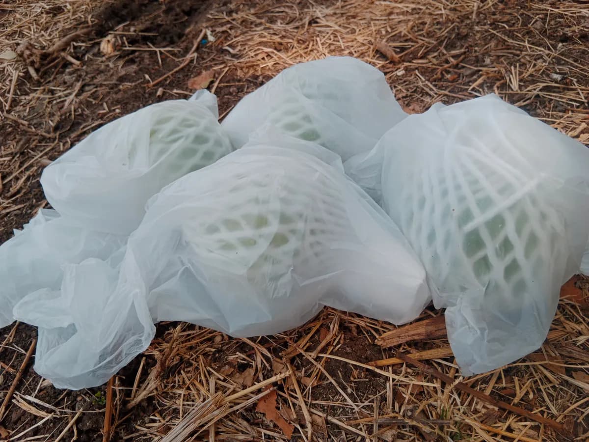 Tivan Pink Guava (पेरू) विक्रीसाठी उपलब्ध