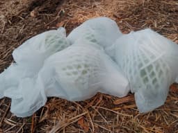 Tivan Pink Guava (पेरू) विक्रीसाठी उपलब्ध