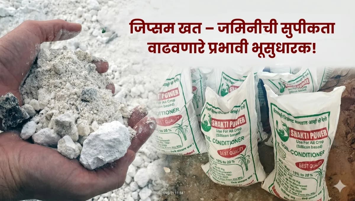 जिप्सम खत माहिती – क्षारीय जमिनीसाठी सर्वोत्तम भूसुधारक | Gypsum Fertilizer Benefits